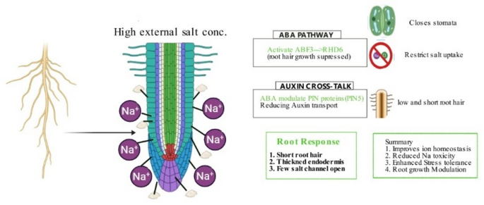 Plant adaptations to soil stress through hormonal signaling and ...