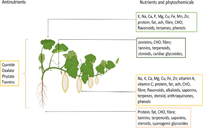 glutathione whfoods Functional, phytochemical, nutraceutical, and therapeutic properties and potentials of fluted pumpkin (Telfairia occidentalis Hook. f.) | Food, Nutrition and Health Fair & White Extra