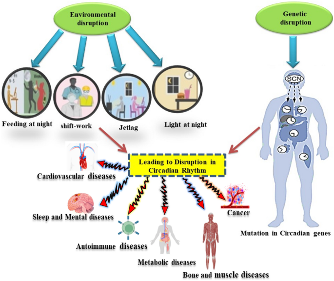 Unraveling the Tapestry of Health: The Intricate Dance of Circadian ...
