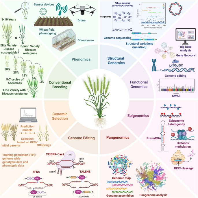Wheat genomics frontiers for gene discovery and breeding applications ...