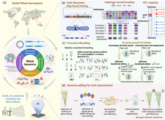 Wheat genomics frontiers for gene discovery and breeding applications ...