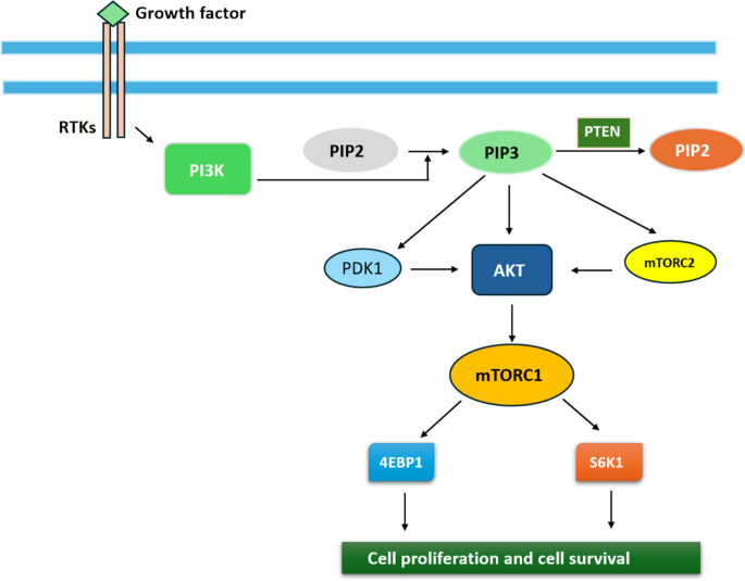 Targeting the PI3K/AKT/mTOR signaling pathway in prostate cancer ...