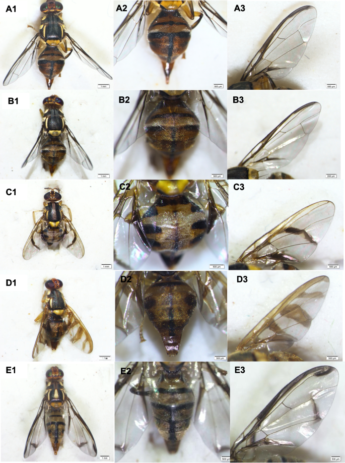 The occurrence of the tephritid fruit flies and their parasitoids on ...