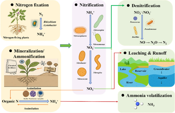 Nitrate Source Isotopic approaches to assess nitrate accumulation in conventional and ...