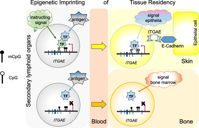 Methylomes of human CD4 and CD8 memory T lymphocytes reveal tissue ...