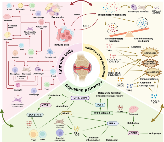 Pathogenesis and therapeutic strategies of osteoarthritis: roles of ...