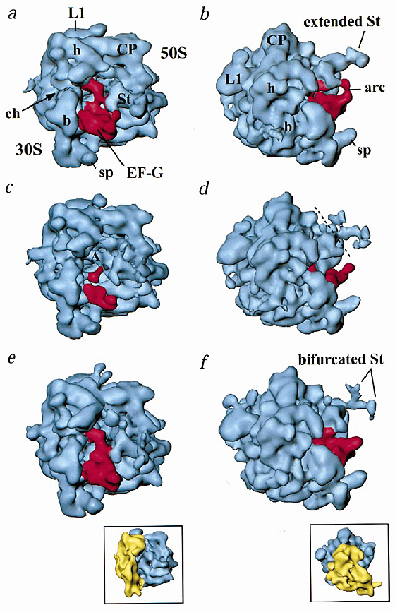 Ef G Dependent Gtp Hydrolysis Induces Translocation Accompanied By Large Conformational Changes In The 70s Ribosome Nature Structural Molecular Biology