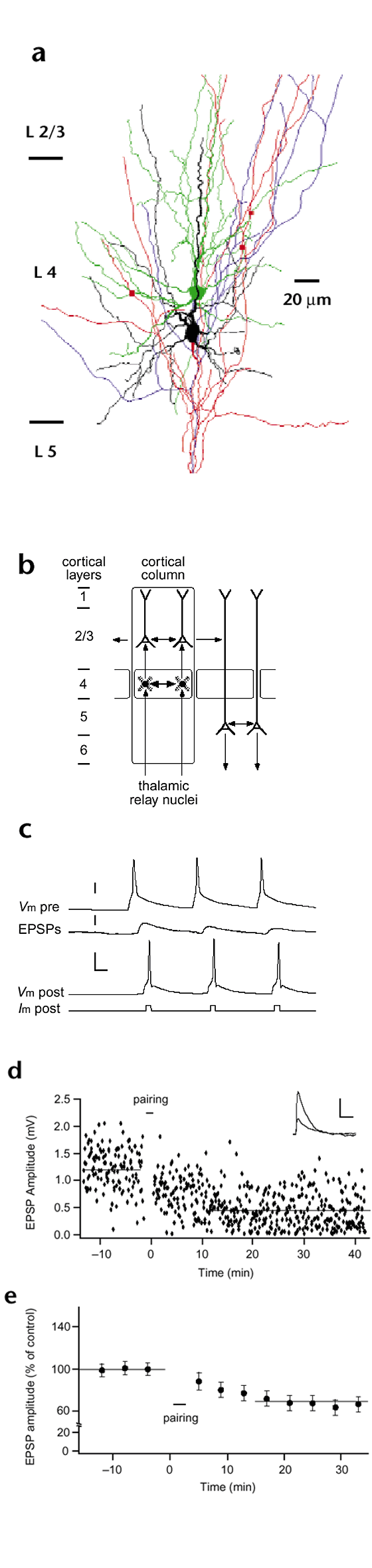 Coincidence Detection And Changes Of Synaptic Efficacy In Spiny Stellate Neurons In Rat Barrel Cortex Nature Neuroscience Coincidence Detection And Changes Of Synaptic Efficacy In Spiny Stellate Neurons In Rat Barrel Cortex Nature Neuroscience