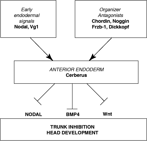 The head inducer Cerberus is a multifunctional antagonist of Nodal ...