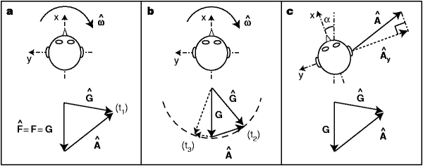 Humans Use Internal Models To Estimate Gravity And Linear Acceleration Nature Humans Use Internal Models To Estimate Gravity And Linear Acceleration Nature