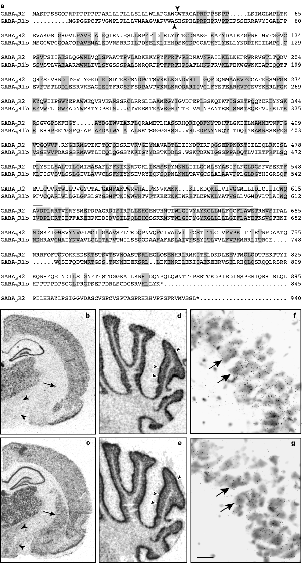 Gaba B Receptors Function As A Heteromeric Assembly Of The Subunits Gaba B R1 And Gaba B R2 Nature