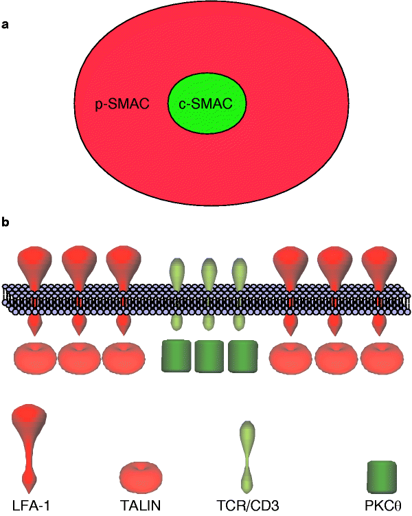 Three Dimensional Segregation Of Supramolecular Activation Clusters In T Cells Nature