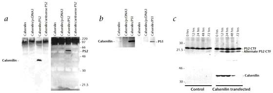 Calsenilin A Calcium Binding Protein That Interacts With The Presenilins And Regulates The Levels Of A Presenilin Fragment Nature Medicine