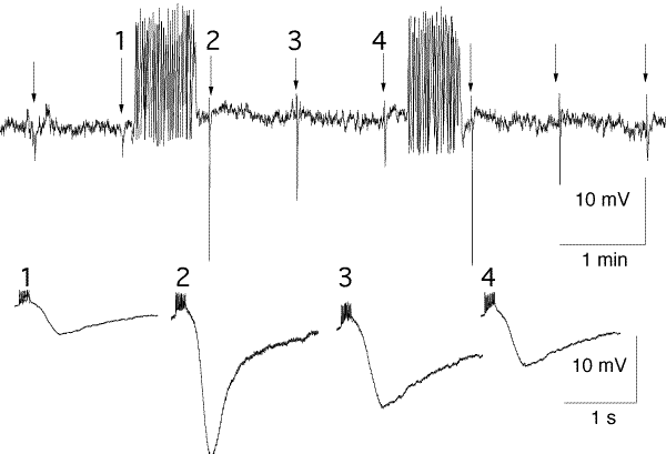 Glutamate Mediates An Inhibitory Postsynaptic Potential In Dopamine Neurons Nature