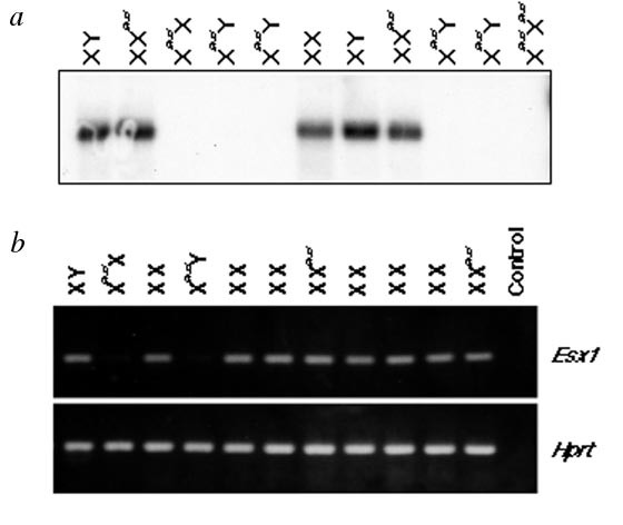 Esx1 is an X-chromosome-imprinted regulator of placental development and  fetal growth | Nature Genetics