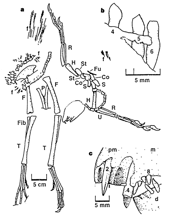 Two Feathered Dinosaurs From Northeastern China Nature Two Feathered Dinosaurs From Northeastern China Nature