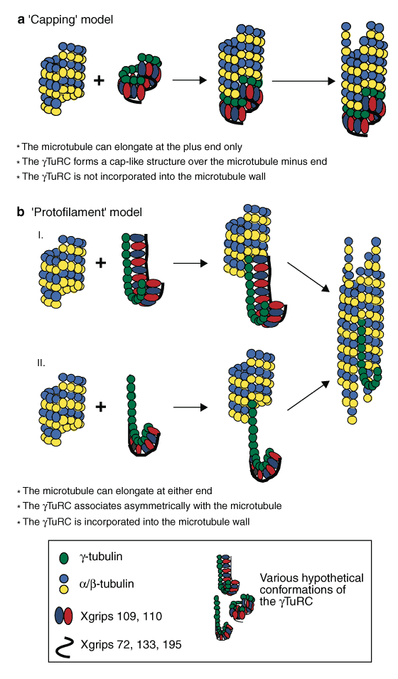 A New Function For The G Tubulin Ring Complex As A Microtubule Minus End Cap Nature Cell Biology A New Function For The G Tubulin Ring Complex As A Microtubule Minus End Cap Nature Cell Biology