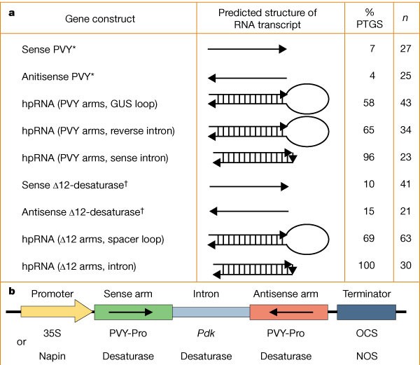 hairpin rna
