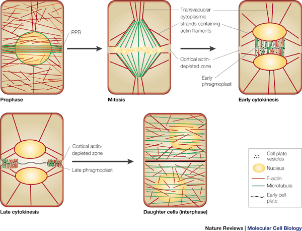 Plant cell division: building walls in the right places | Nature Reviews  Molecular Cell Biology