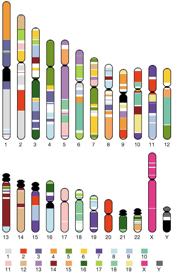 Initial sequencing and analysis of the human genome | Nature