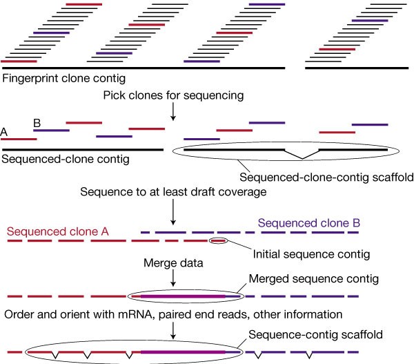 Initial sequencing and analysis of the human genome | Nature