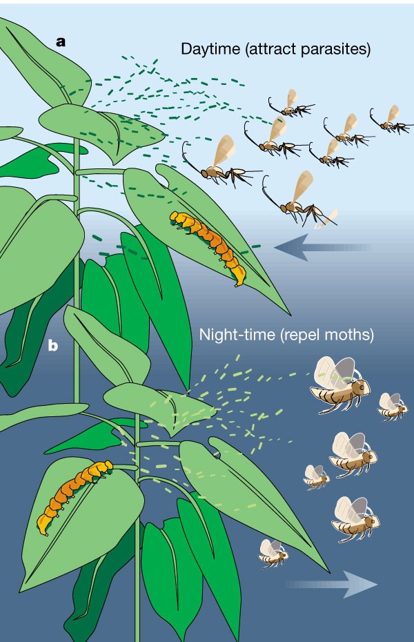 How Do Moths Get Pregnant