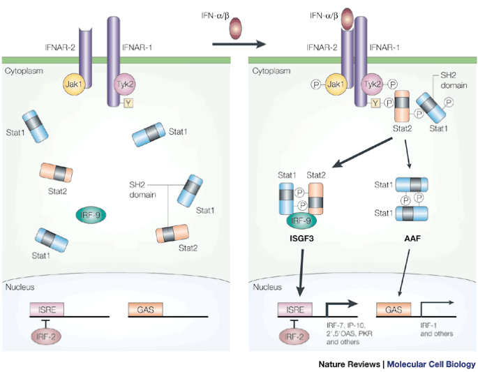 A weak signal for strong responses: interferon-alpha/beta revisited |  Nature Reviews Molecular Cell Biology