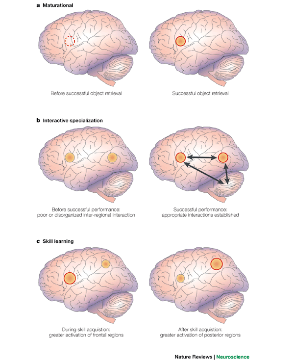 Functional brain development in humans | Nature Reviews Neuroscience