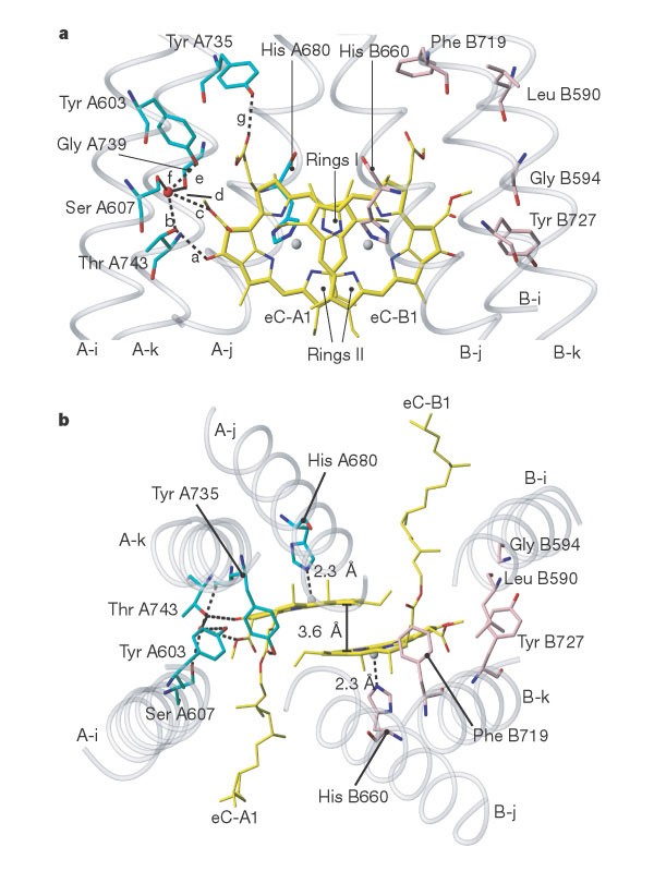 Three Dimensional Structure Of Cyanobacterial Photosystem I At 2 5 A Resolution Nature