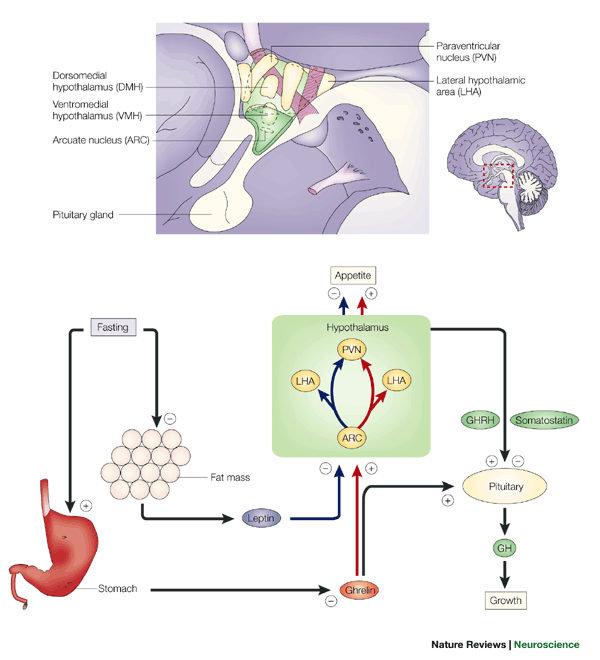 semaglutide ghrelin Ghrelin: An orexigenic and somatotrophic signal from the stomach