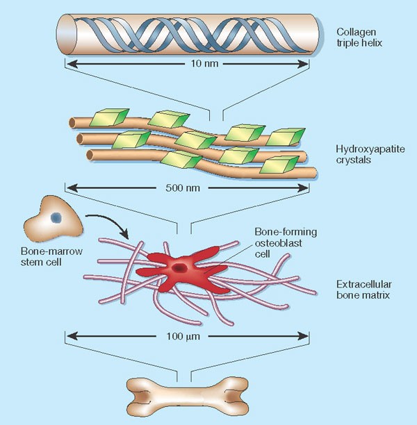 Esquema de la organización de las fibras de colágeno, los cristales minerales y las células del tejido óseo