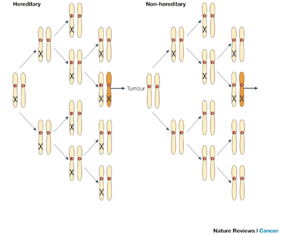 cancer genetic hits)