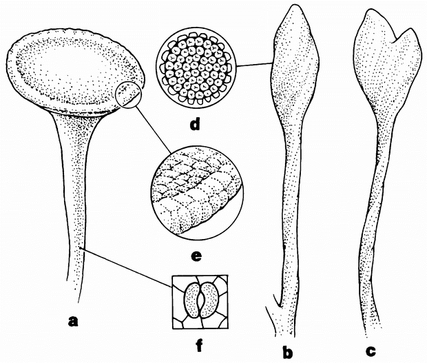 The origin and early evolution of plants on land | Nature