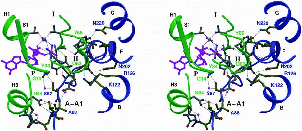 Structure At 1 65 A Of Rhoa And Its Gtpase Activating Protein In Complex With A Transition State Analogue Nature