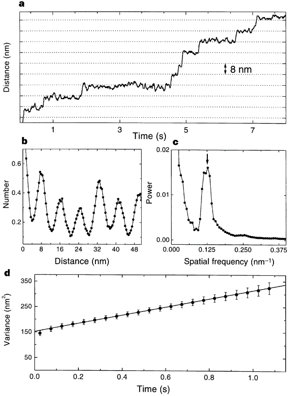 Kinesin Hydrolyses One Atp Per 8 Nm Step Nature<script async src=