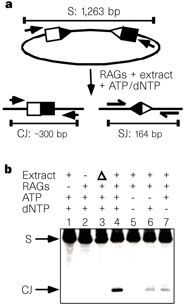 Cell Free V D J Recombination Nature