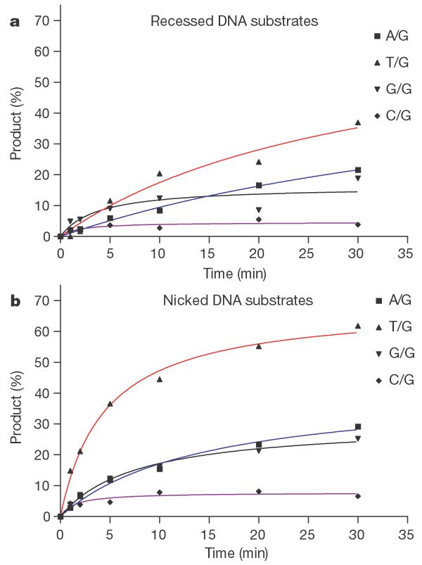 An Exonucleolytic Activity Of Human Apurinic Apyrimidinic Endonuclease On 3 Mispaired Dna Nature An Exonucleolytic Activity Of Human Apurinic Apyrimidinic Endonuclease On 3 Mispaired Dna Nature