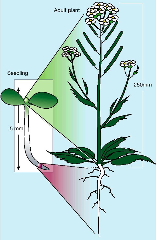 Stem Cells That Make Stems Nature