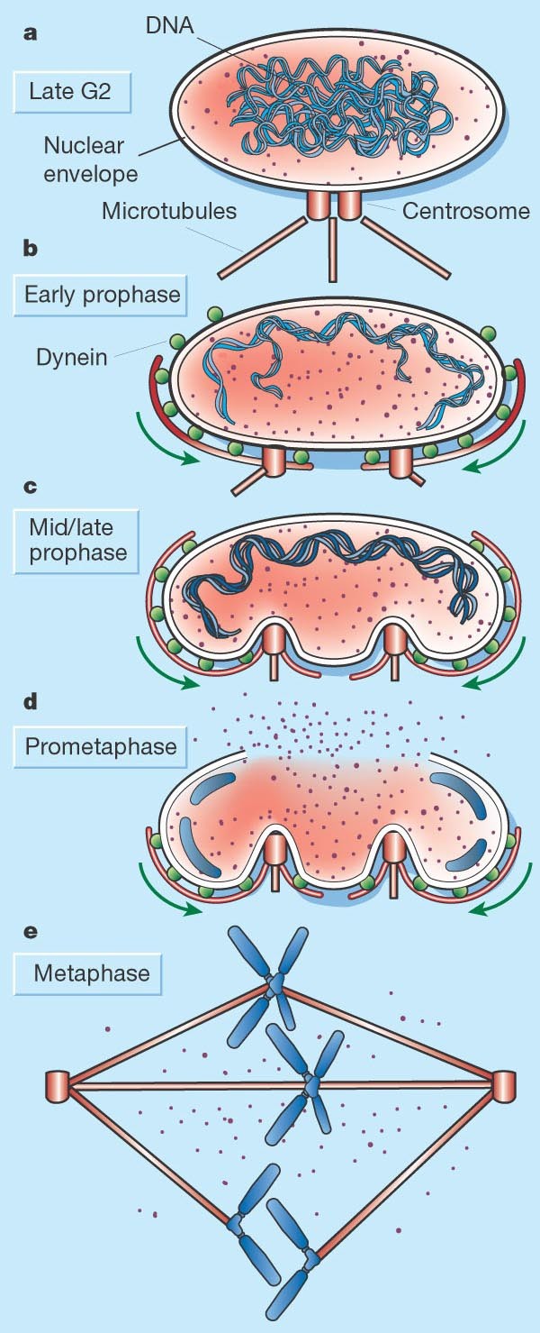 Ripping Up The Nuclear Envelope | Nature Ripping Up The Nuclear Envelope | Nature