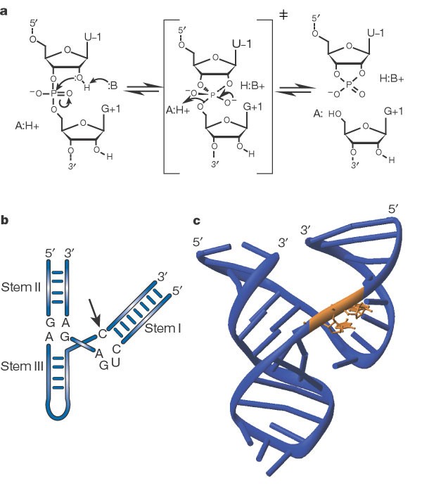 what are ribozymes