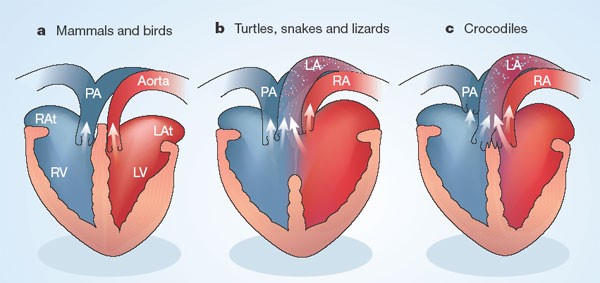 figure1