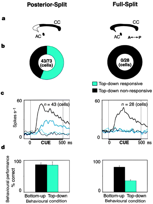 Top-down signal from prefrontal cortex in executive control of memory  retrieval