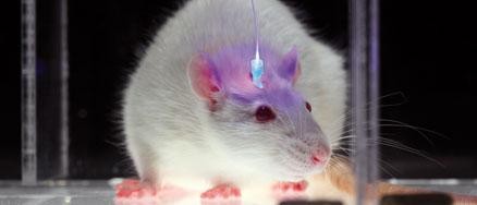Neuroscience: Illuminating the brain | Nature