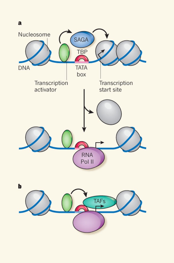 PDF) Intra-promoter switch of transcription initiation sites in