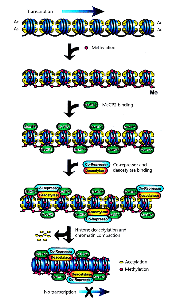 Cancer Epigenetics Comes Of Age Nature Genetics