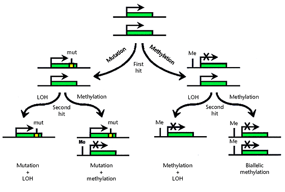Cancer epigenetics comes of age