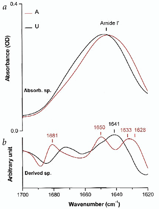 Transient Non Native Secondary Structures During The Refolding Of A Lactalbumin Detected By Infrared Spectroscopy Nature Structural Molecular Biology Transient Non Native Secondary Structures During The Refolding Of A Lactalbumin Detected By Infrared Spectroscopy Nature Structural Molecular Biology