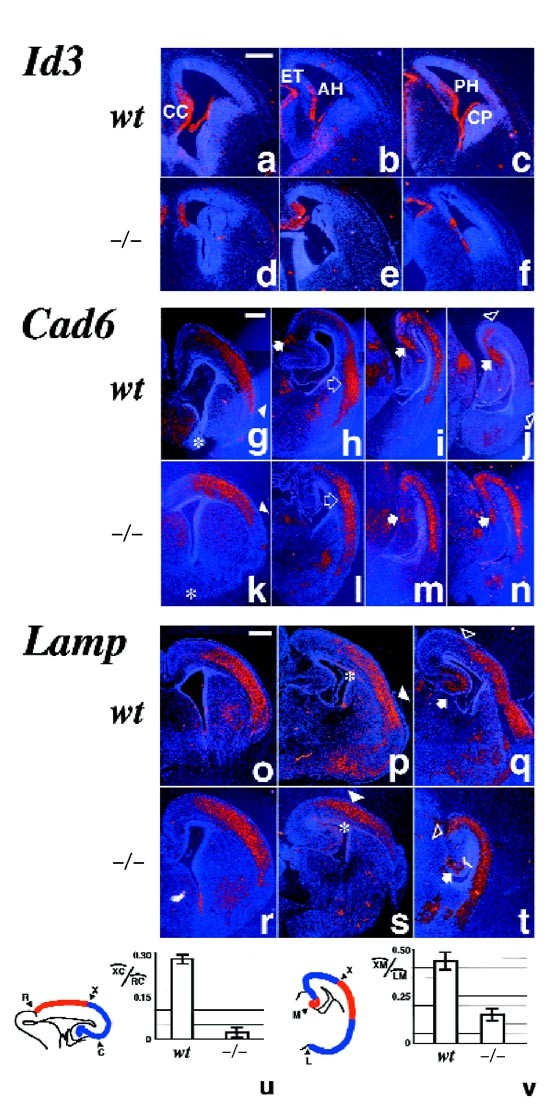 Area Identity Shifts In The Early Cerebral Cortex Of Emx2 Mutant Mice Nature Neuroscience