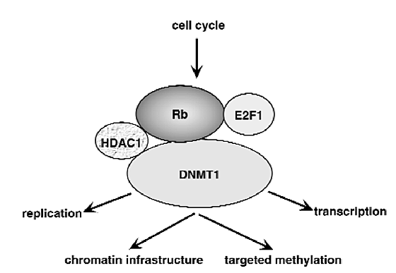 Dnmt1 Forms A Complex With Rb E2f1 And Hdac1 And Represses Transcription From E2f Responsive Promoters Nature Genetics