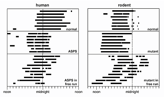 Biological Rhythm Measurements in Rodents